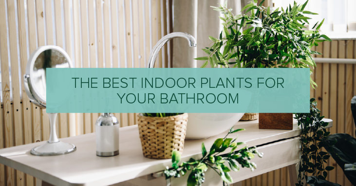 The Best Indoor Plants for Your Bathroom | QS Supplies